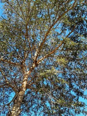tree in autumn
