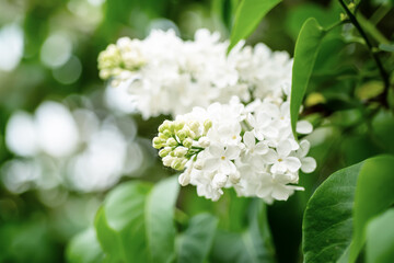 Spring lilac white flowers