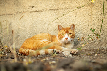 Naklejka na ściany i meble Photo of orange cat in the park.