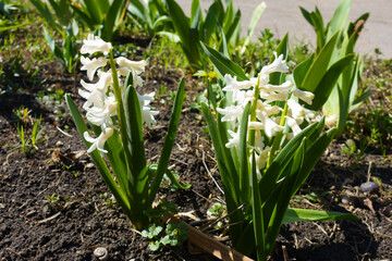 Pair of white flowered hyacinths in March