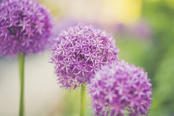 Obraz premium lila grün Blume flower garten Garden Frühling spring Sommer Summer nature Natur 