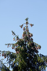 Tannenbaum, Tannenzapfen, Baumkrone, Blauer Himmel