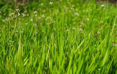 Natural background. Green succulent unmown grass in spring. Green grass in a meadow or pasture. Nature spring grass background.