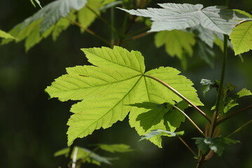 Lighted with sunlight green leaf in the wind
