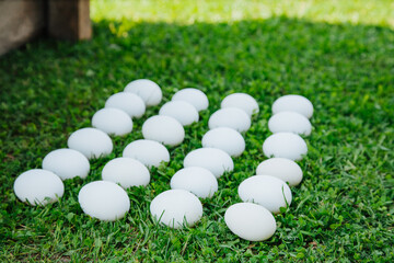 white eggs on green grass pattern