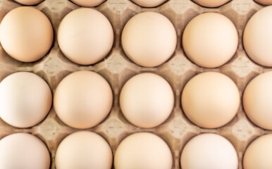 The eggs are in the cells