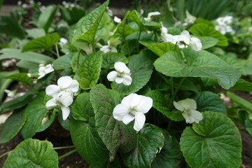 Many white flowers of Viola sororia albiflora in mid May