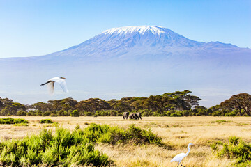 Great egret flying over the grass