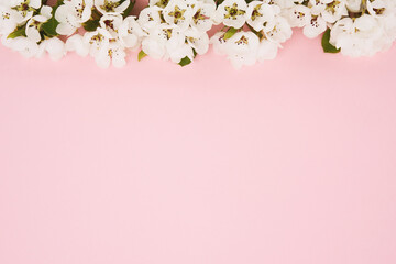 Fototapeta na wymiar Pear Tree flowers border on a pink background. Spring concept