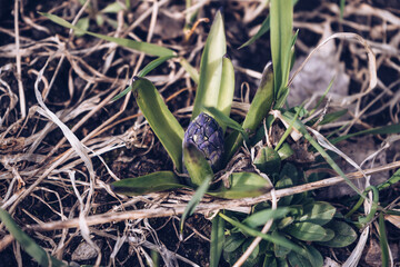 blue hyacinth going to bloom