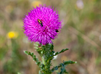 Striped beetle on a thistle flower with free space for inserts.