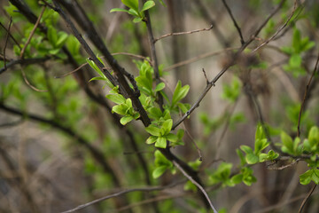 spring green honeysuckle leaves
