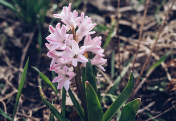 tender pink hyacinth in bloom at springtime
