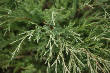 top view of Thuja occidentalis leaves
