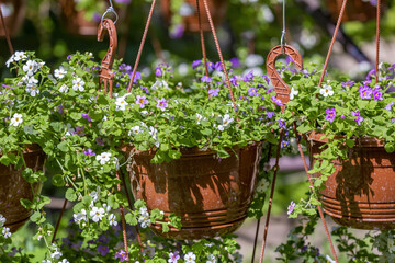 Flowers in a hanging pot as an element of garden decor