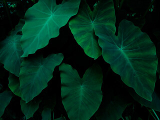 Taro plant (Colocasia esculenta) in the forest, green leaves