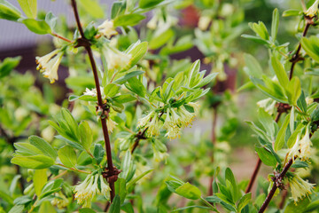 Obraz premium Honeysuckle bloom in spring garden bumblebee collects pollen