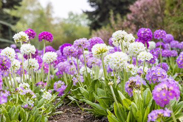 Fototapeta premium White and violet round Primrose flowers with beautiful green leaves bloom in spring in the garden