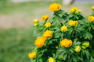 Flower Italmas blooms spring leaves