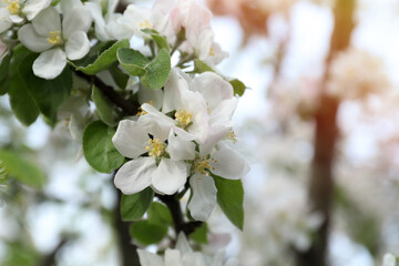 Closeup view of blossoming quince tree outdoors