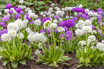 White and violet round Primrose flowers with beautiful green leaves bloom in spring in the garden