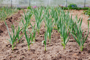 growing garlic on a bed in a vegetable garden