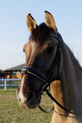 Naklejka premium Lusitano gelding horse with bridle. Grullo coat color head horse portrait.