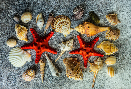 Overhead view of seashells and starfish on a table