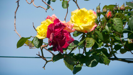 Rosal multicolor  en muro de piedra en zona rural