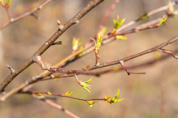 Green buds and leaves of rowan on a tree branch in the spring. Selective focus
