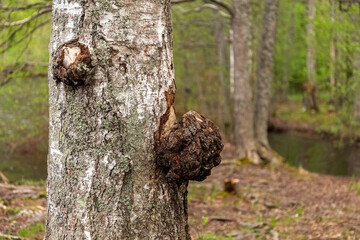 Parasitic fungi and growths on the birch trunk. Bulge on a birch. Close up.