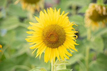 Sunflower natural background. Sunflower blooming. Plant growing up among other sunflowers. Daylight in morning or evening. Big yellow sunflowers field. Harvest time.