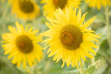 Sunflower natural background. Sunflower blooming. Plant growing up among other sunflowers. Daylight in morning or evening. Big yellow sunflowers field. Harvest time.