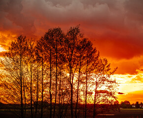 Obraz premium sunset in the forest