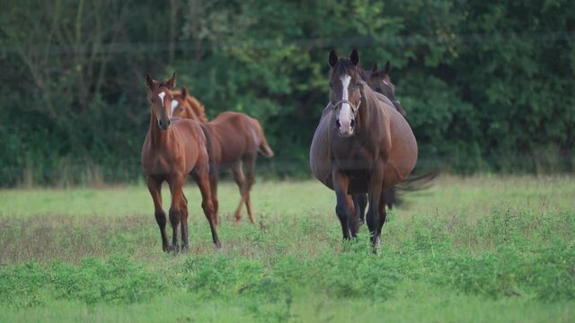 Two mares with foals close to their mother's flank grazing on the meadow. Chestnut colored with white marks on their heads, beautiful creatures. Foals shy, but curious, mares calm and protective.