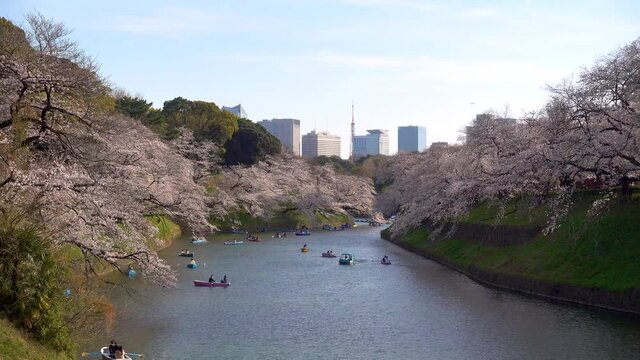 Iconic sightseeing view in Tokyo, Japan with Sakura trees and Tokyo Tower in background