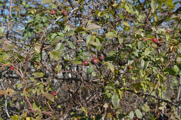 Dog rose in wild. autumn rose hip bush with red leaves and berries