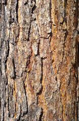 background brown pine tree bark