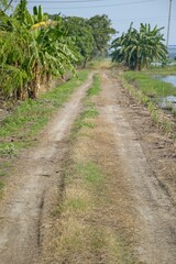 Fototapeta na wymiar dirt road in nature country Thailand