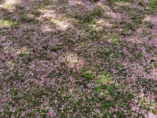 Fallen sakura (cherry blossom) petals on ground.