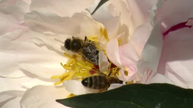 Bienen holen Nektar von den gelben Blütenfäden tief in einer hellrosa Pfingstrose (Originalton)