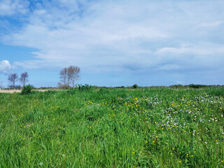Green field at the baltic sea in north Germany