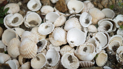 conchas brancas