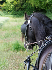 Black Horse In Harness