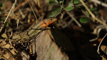 animal planta