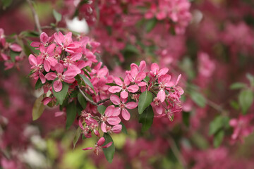 Beautiful cherry tree with pink blossoms outdoors, closeup. Spring season