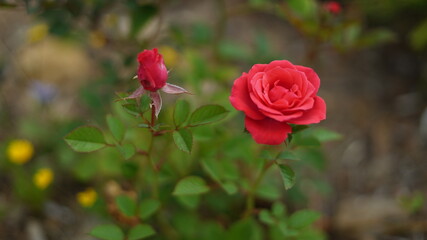 flores e plantas