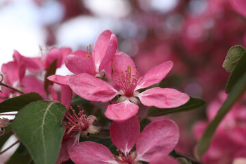 Beautiful cherry tree with pink blossoms outdoors, closeup. Spring season