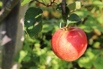 Ein roter Apfel hängend am Zweig im Sonnenschein mit Blattschatten drauf im Querformat.