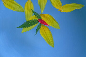 water drops. fallen flower petals with nine drops of water on blue background